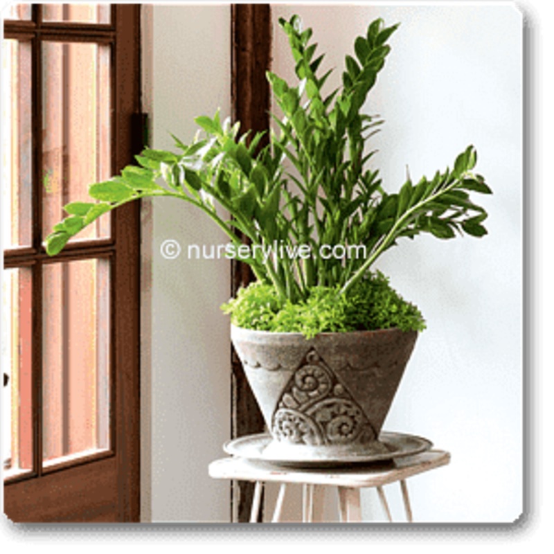 Comfortable 3BHK (Economy) Plant Decor Pack