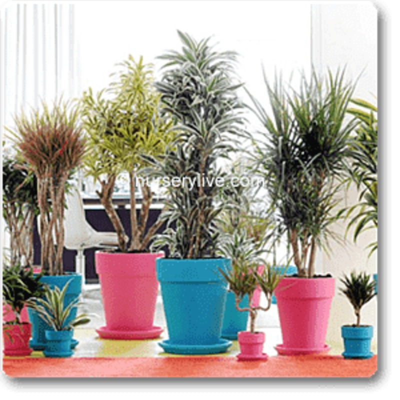 Cozy 2BHK (Classic) Plant Decor Pack
