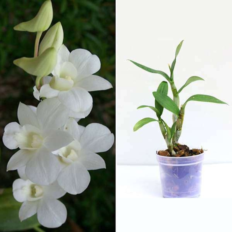 Dendrobium Orchid plants – Pack of 2