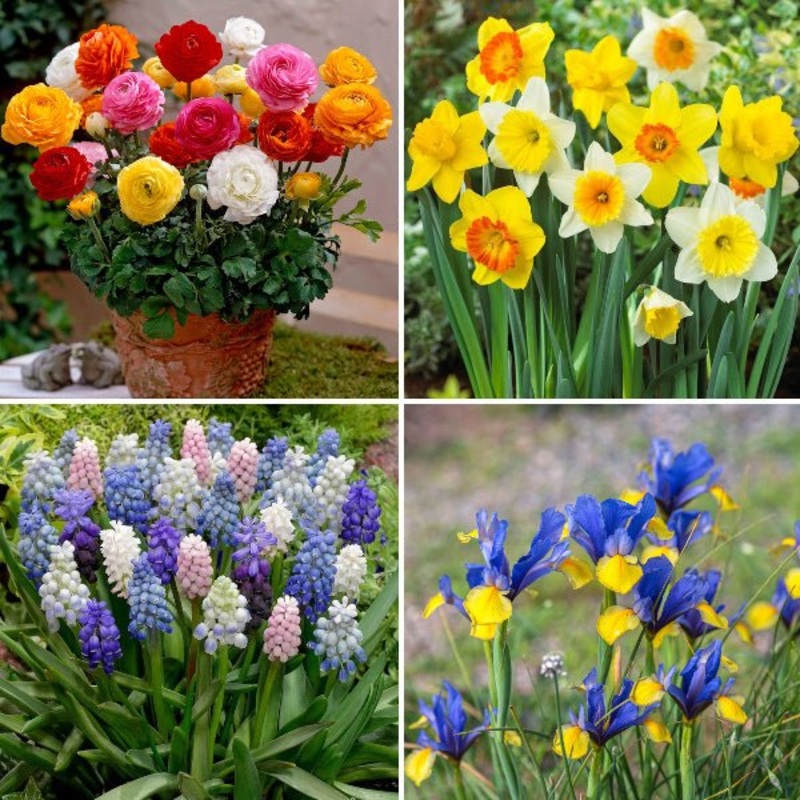 Easy to Grow Winter Bulbs – (12 Bulbs Pack)