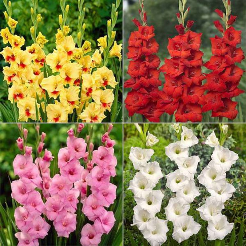 Glorious Gladiolus – 40 Bulbs Pack