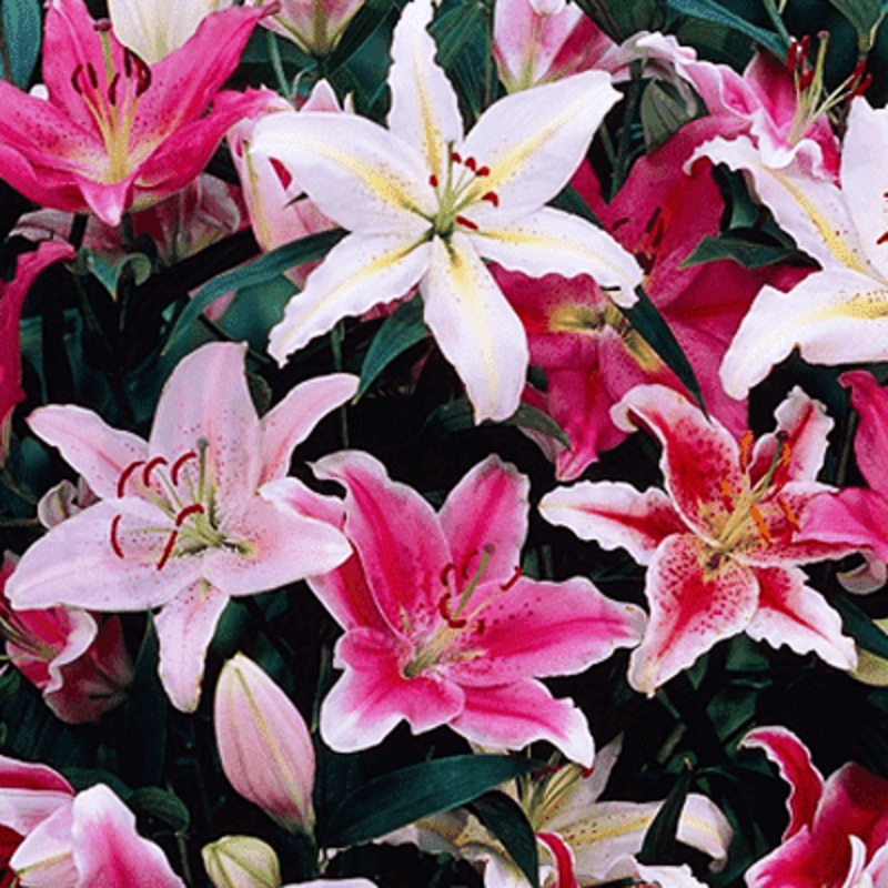 Graceful Oriental Lilies – 15 Bulbs Pack
