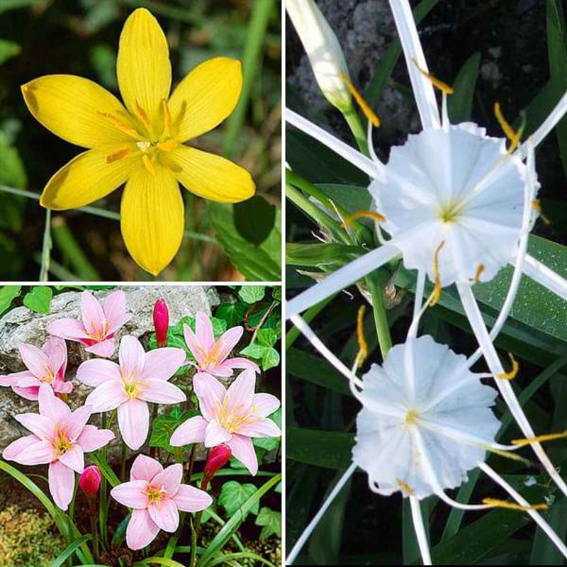 Lovely Lilies – 30 Bulbs Pack
