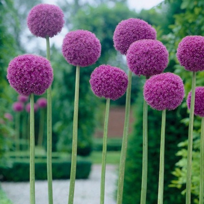 Radiant Allium – 20 Bulbs Pack