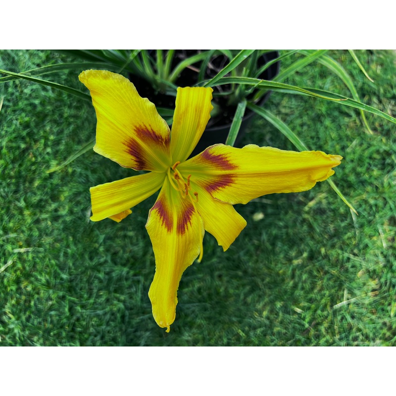 Sumerduck|Hemerocallis