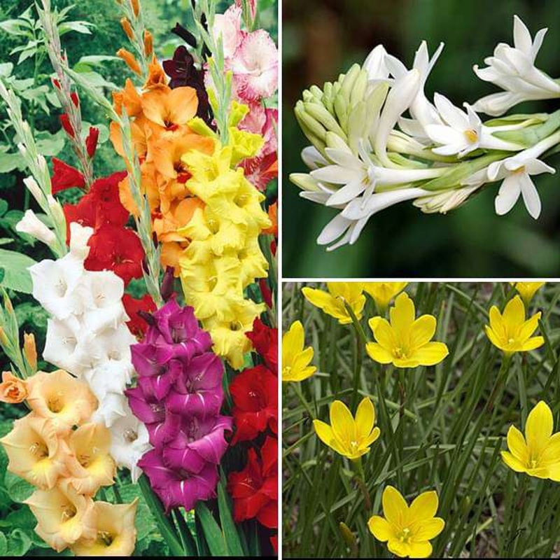 Sweet Summer Bulbs – (45 Bulbs Pack)