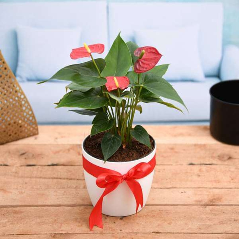Symbol of Endless Love Red Anthurium – Gift Plant