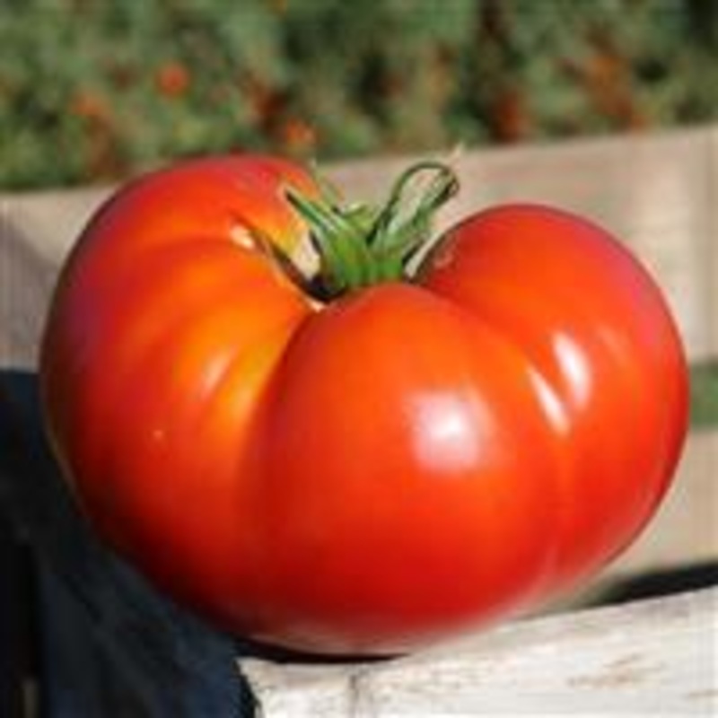 TOMATO – BETTER BOY – 4 and 5.5