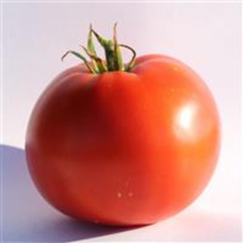 TOMATO – BIG BEEF PLUS (BEEFSTEAK LIKE VARIETY) – 4 and 5.5
