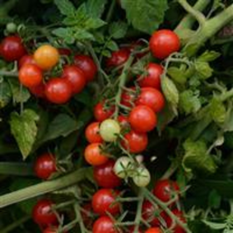 TOMATO CANDYLAND RED (CURRANT TYPE) – 4