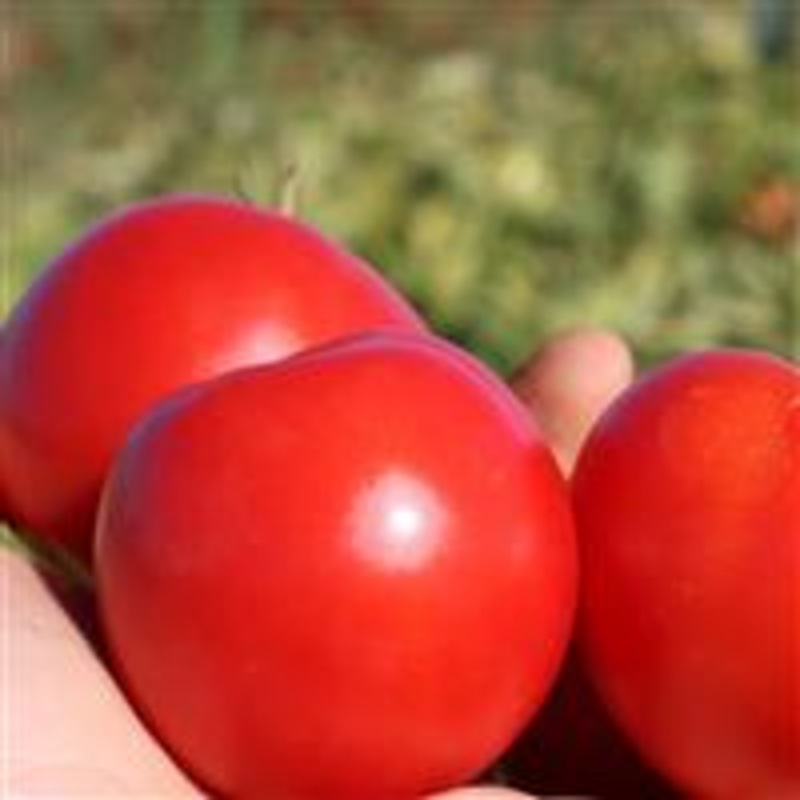 TOMATO EARLY GIRL – 4 and 5.5|4″ POT|5.5″ POT