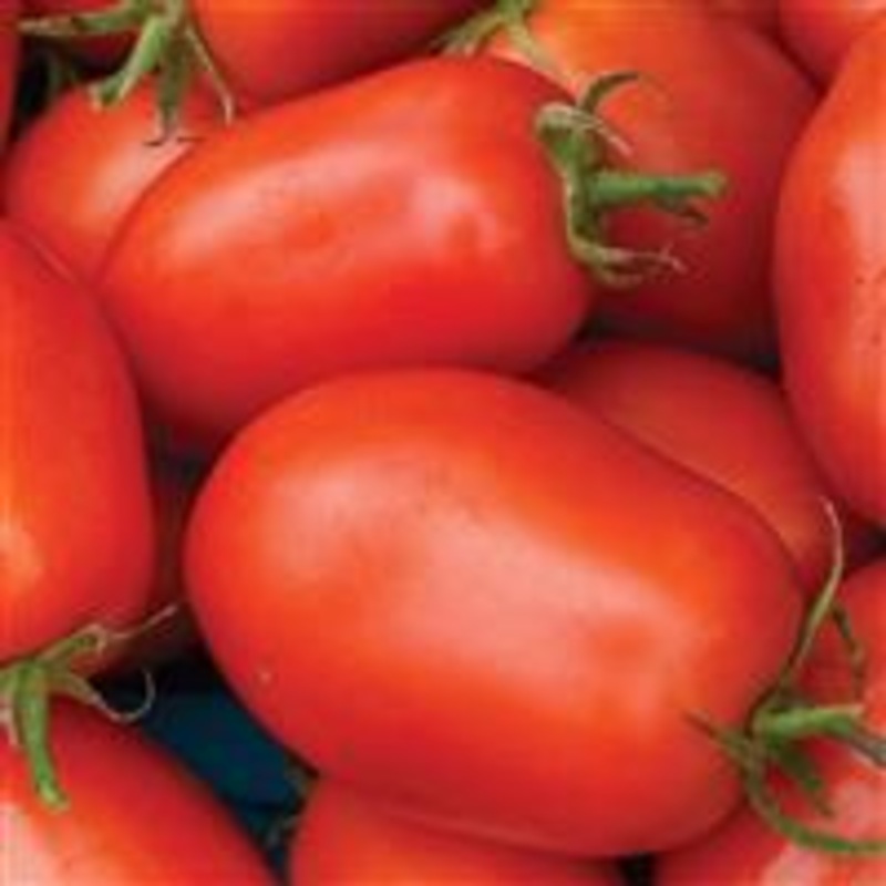 TOMATO ROMA – 4