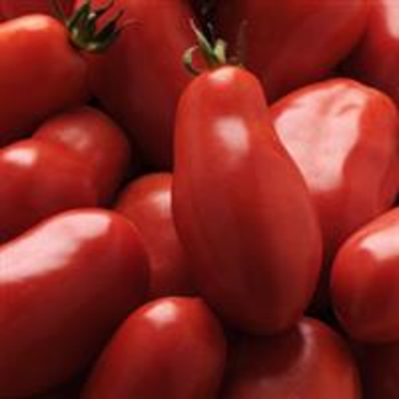 TOMATO SAN MARZANO – 4