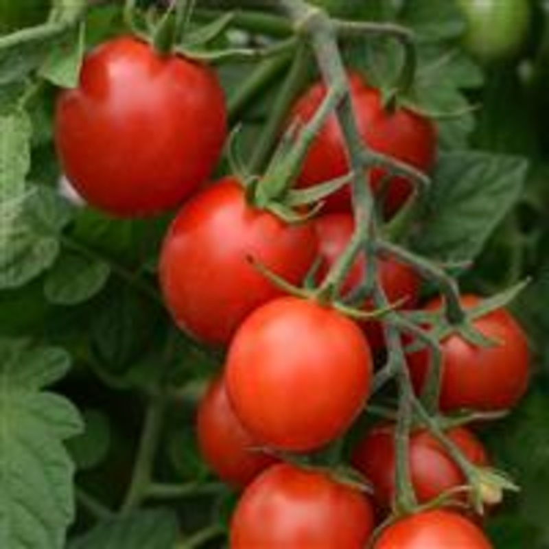 TOMATO SUGAR RUSH (CHERRY TYPE) – 4 and 5.5