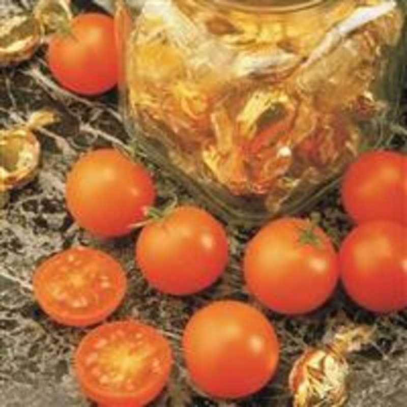 TOMATO SUN SUGAR (CHERRY TYPE) – 4 and 5.5