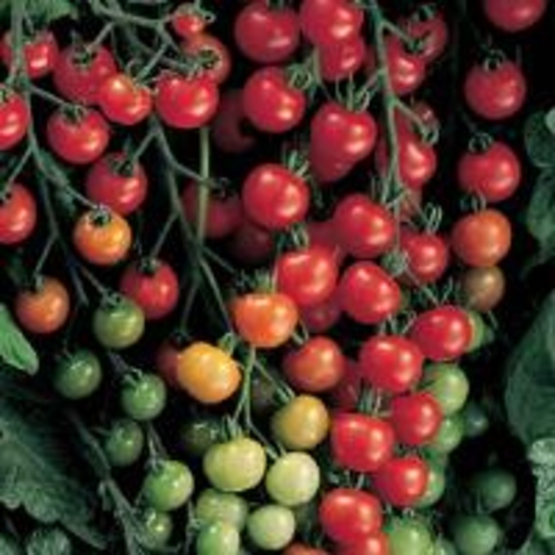 TOMATO SUPERSWEET 100 (CHERRY TYPE) – 4 and 5.5