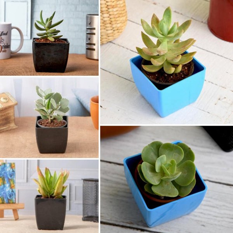 Top 5 Easy Succulent Pack