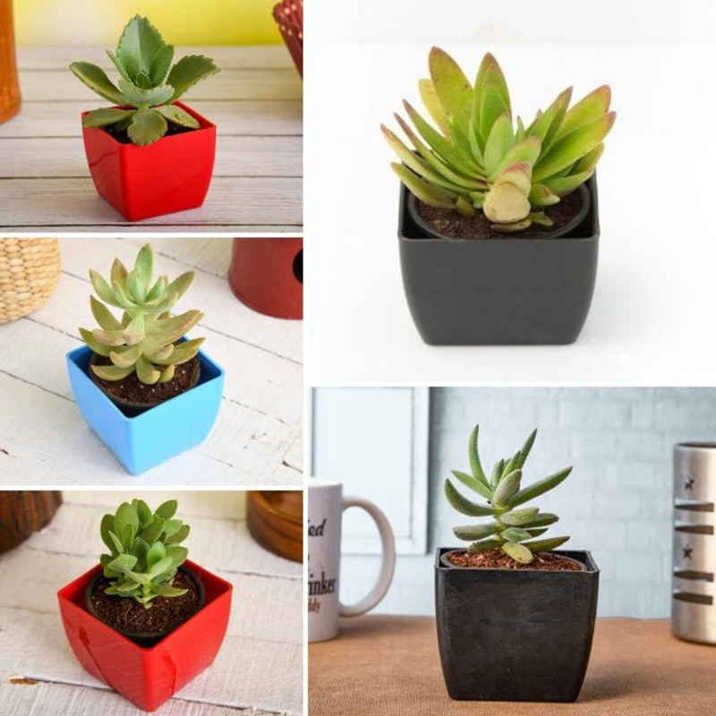 Top 5 Sunshine Succulents