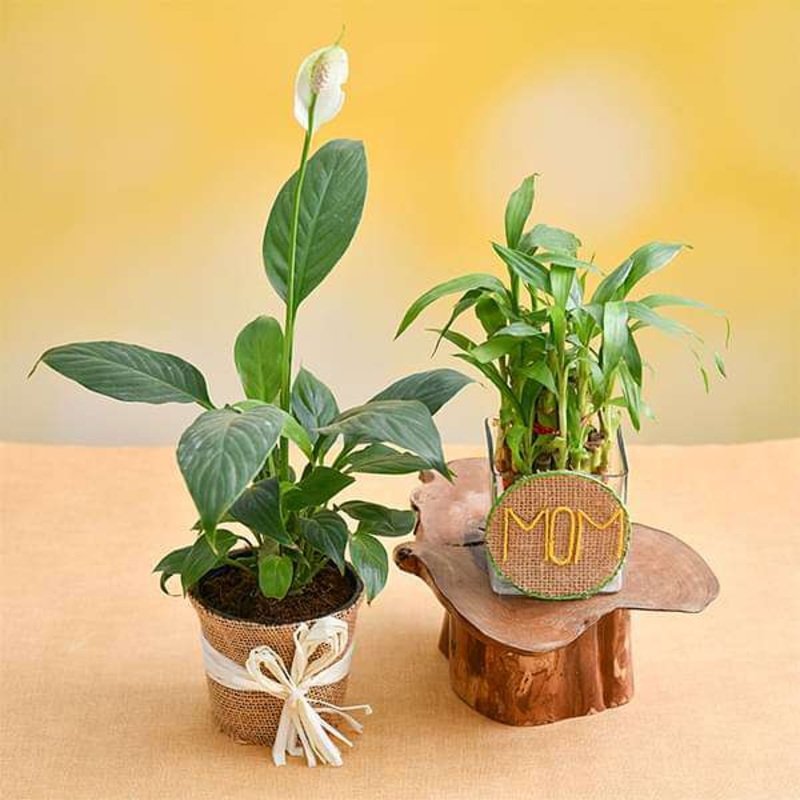 Touch Her Heart with Lovely Plants