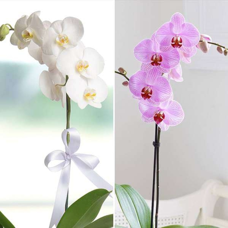 Wonderful Orchid plants – Pack of 2