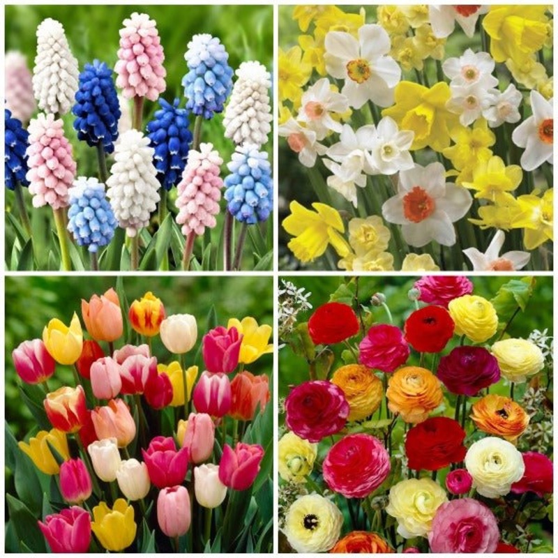 Wow Winter Bulbs (12 Bulbs Pack)