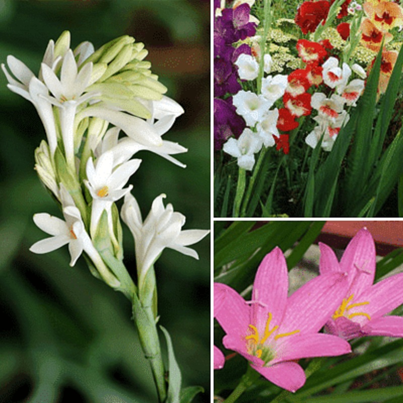 Year Round Bulbs ( 30 Bulbs Pack)