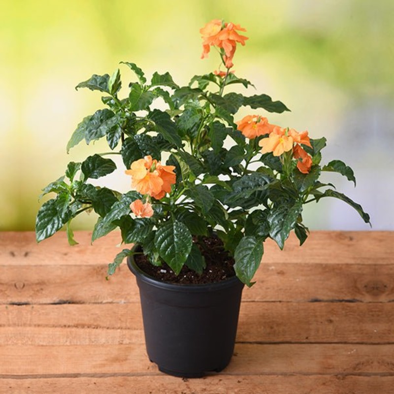 Abuli, Firecracker Flower Plant in 6 inch Pot