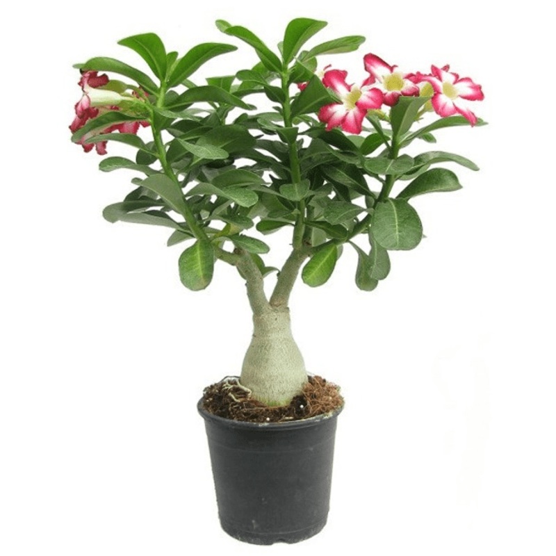 Adenium (Grafted, Any Color) Plant in 5 inch Pot