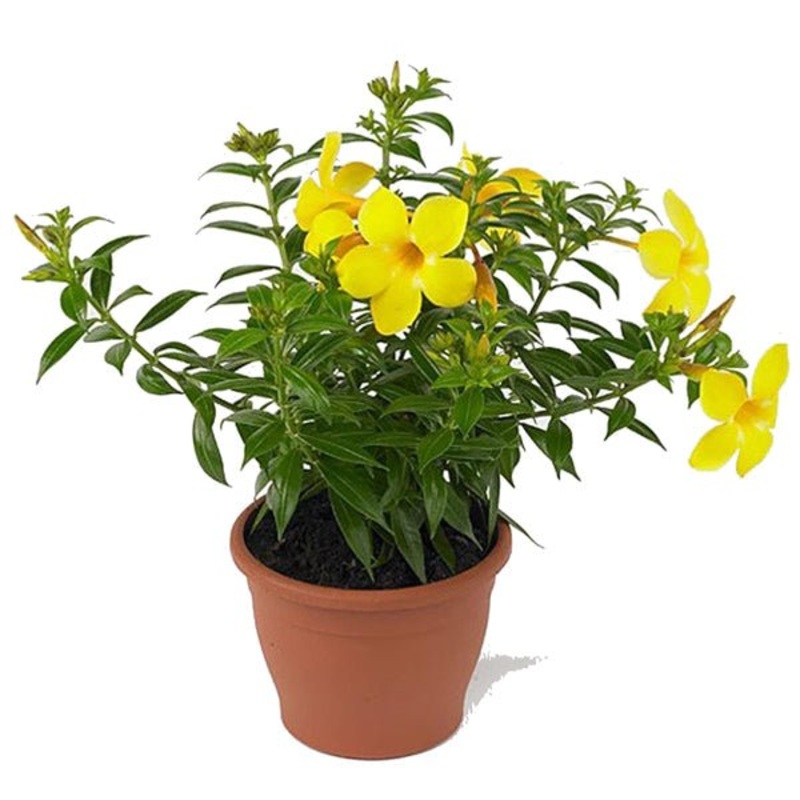 Allamanda Creeper (Yellow) Plant in 10 inch Grow Bag