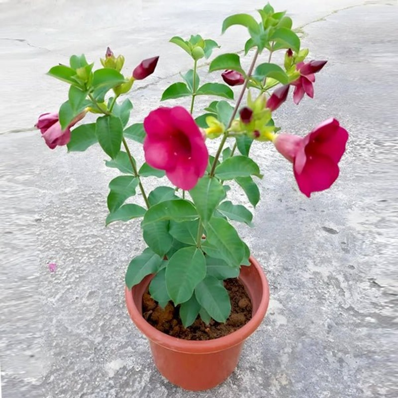 Allamanda Tiger (Pink) Plant in 10 inch Grow Bag