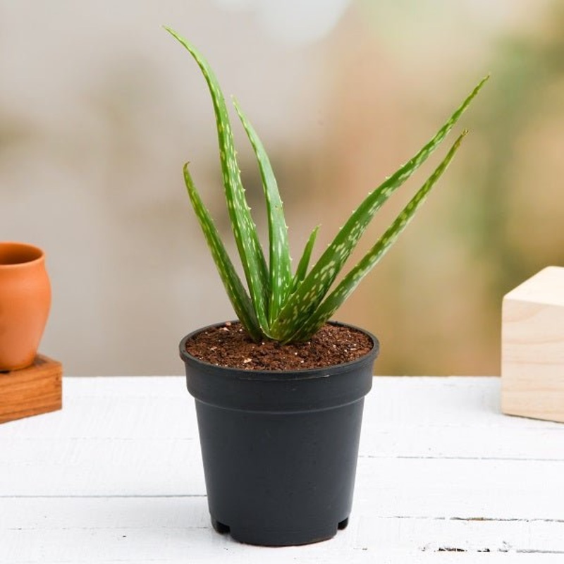Aloe vera Succulent Plant in 4 inch Pot