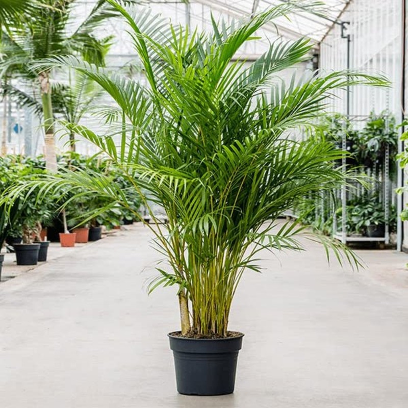 Areca Palm Plant in 6 inch Pot