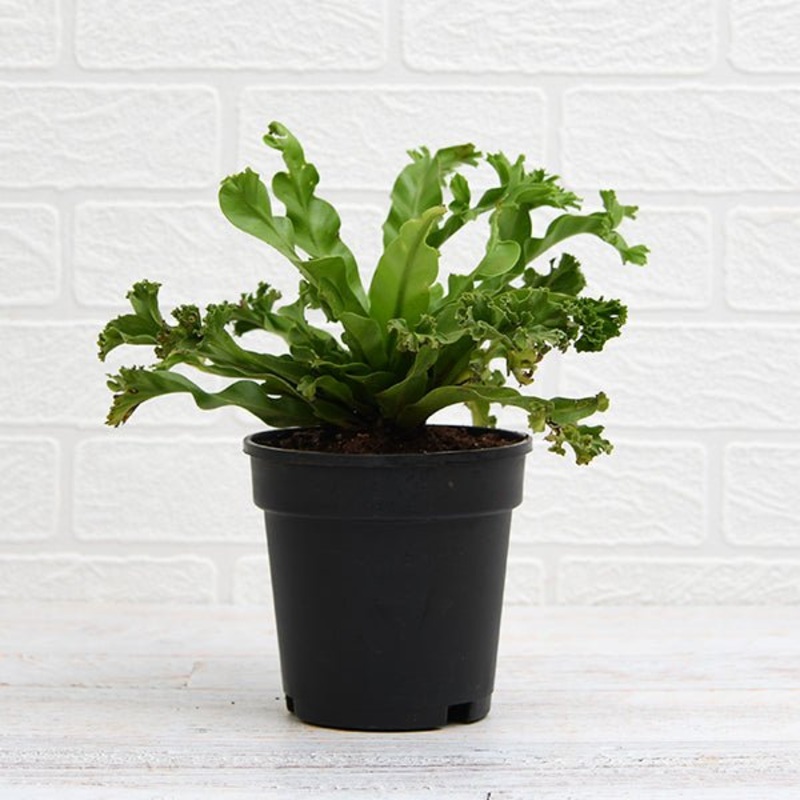 Asplenium nidus Crissie fern Plant in 6 inch Pot