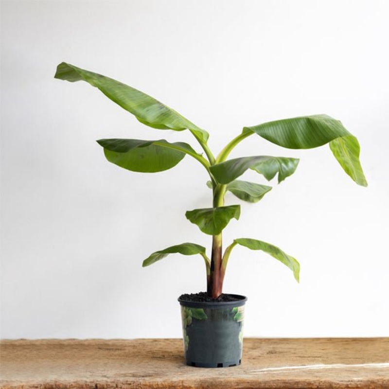 Banana G9 Plant in 10 inch Grow Bag
