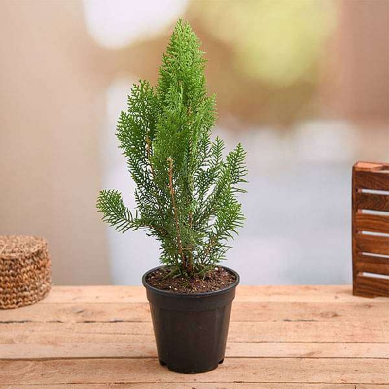 Morpankhi, Thuja Compacta Plant in 6 inch Pot