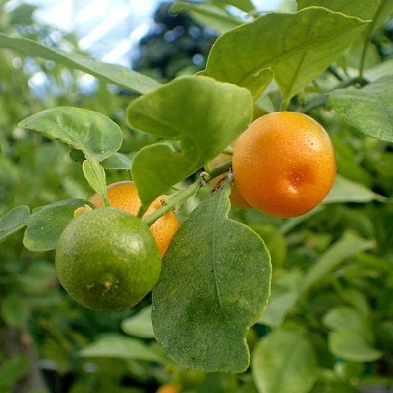 Mosambi, Sweet Lime (Grafted) Plant in 10 inch Grow Bag