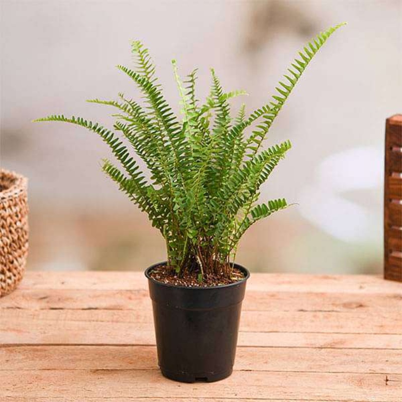 Nephrolepis Exaltata Teddy Junior (Green) Plant in 5 inch Pot