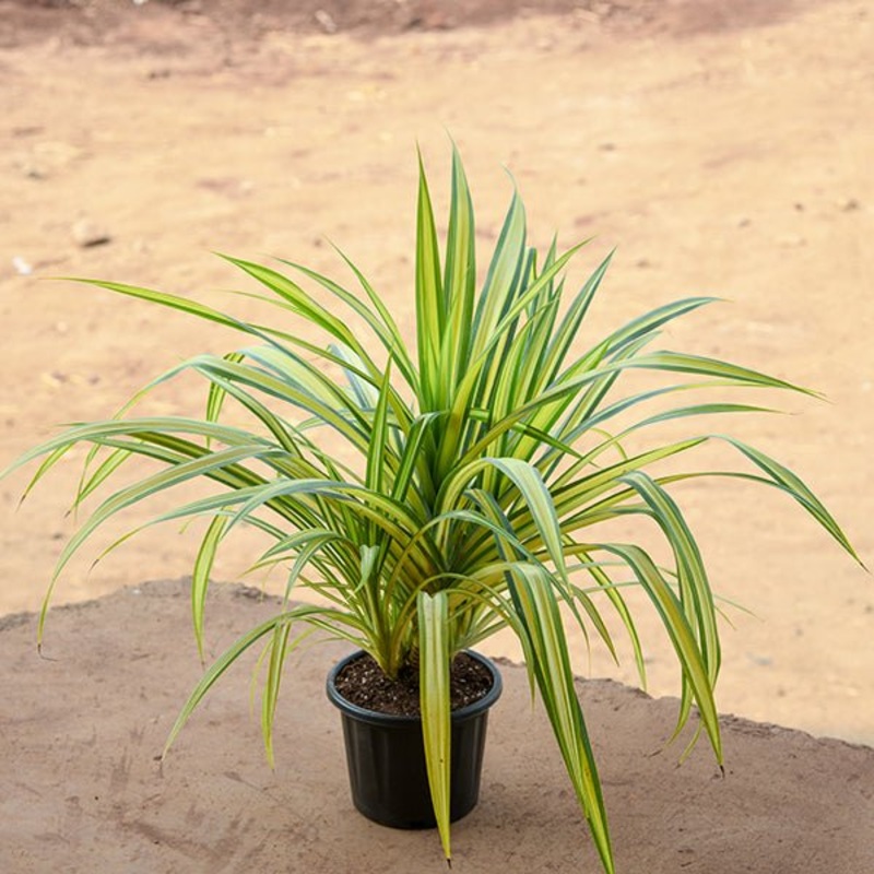 Pandanus Variegated (Golden) Plant in 5 inch Pot