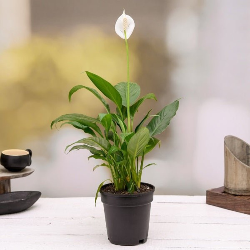 Peace Lily, Spathiphyllum Plant in 4 inch Pot