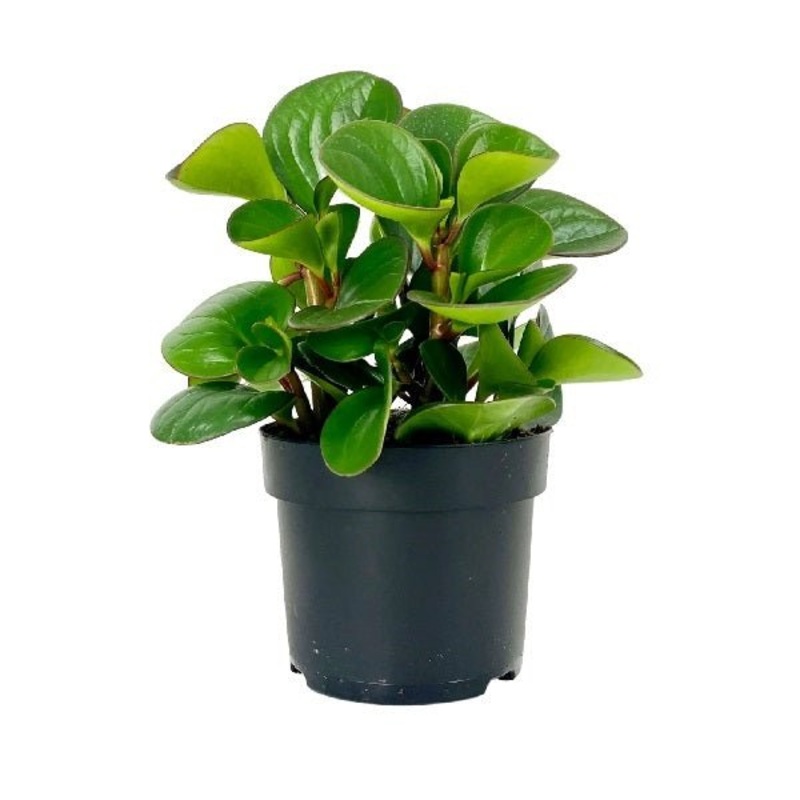 Peperomia obtusifolia Succulent Plant in 4 inch Pot
