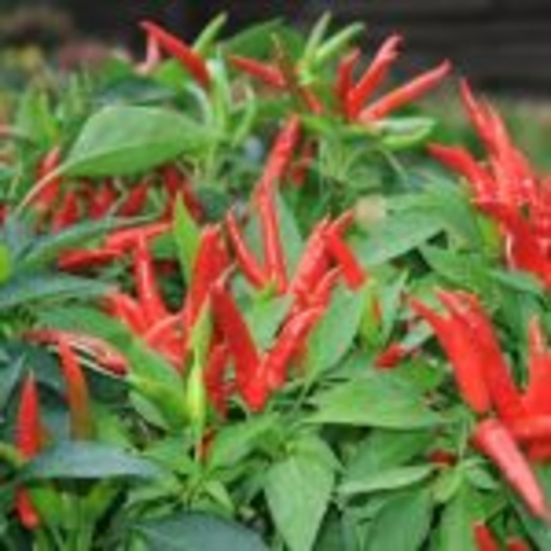 PEPPER – HOT – SUPER CHILI – 4 POT