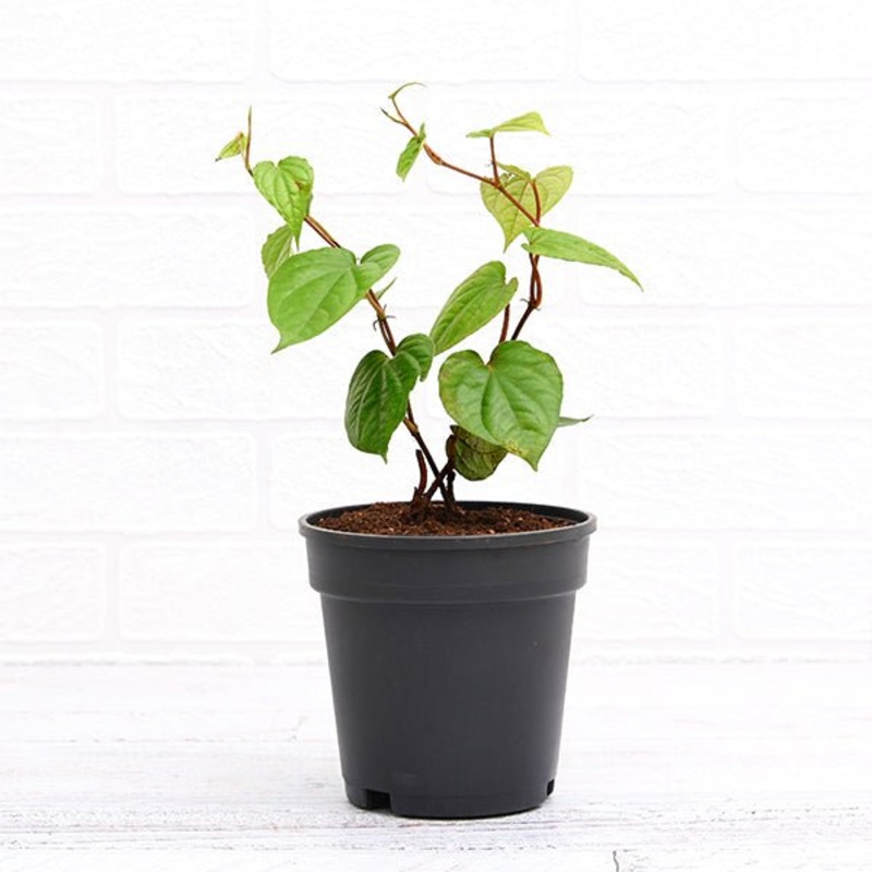 Piper Betel, Maghai Paan Plant in 6 inch Grow Bag