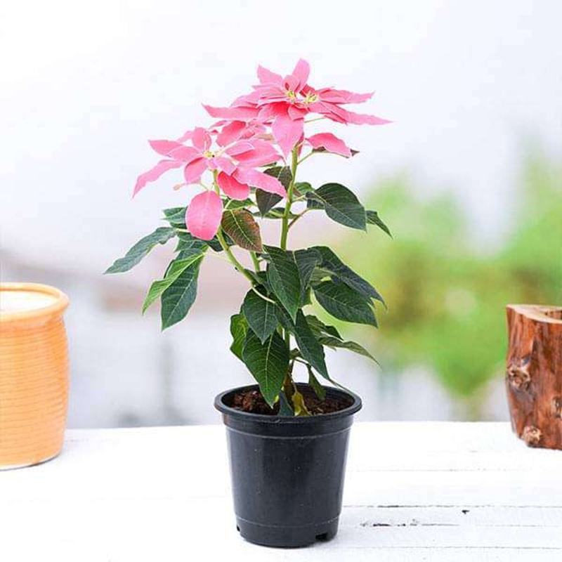 Poinsettia, Christmas Flower (Pink) Plant in 6 inch Pot