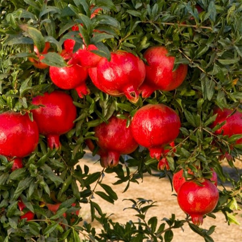 Pomegranate, Annar, Anar Plant in 10 inch Grow Bag