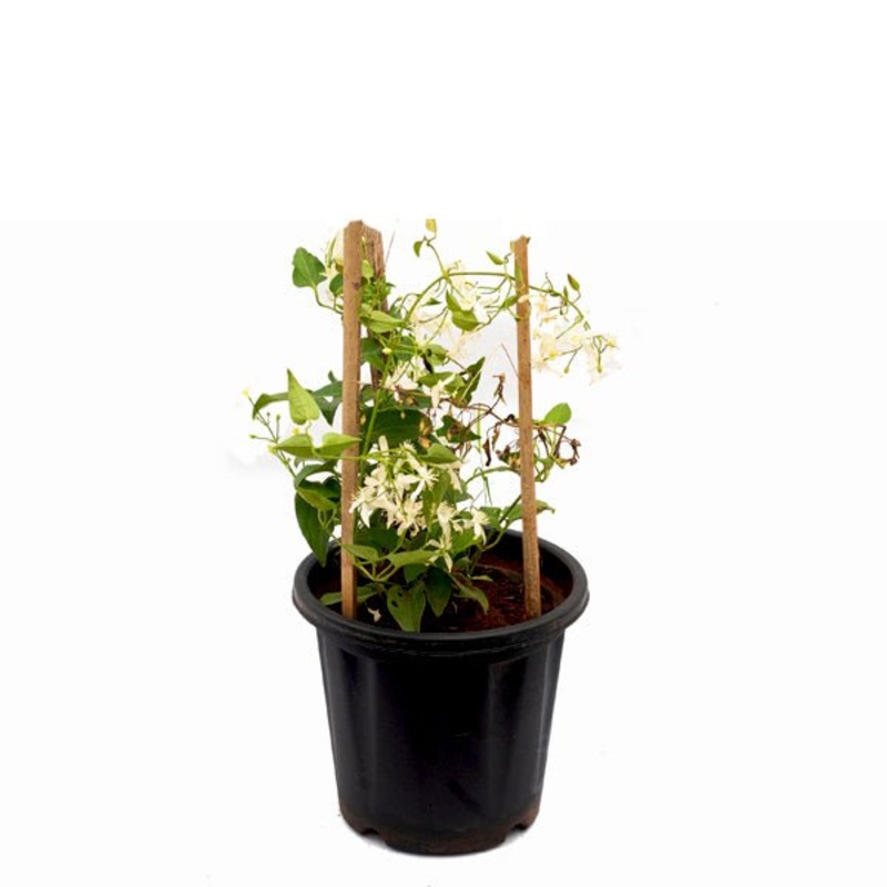 Ranjai Plant in 6 inch Pot