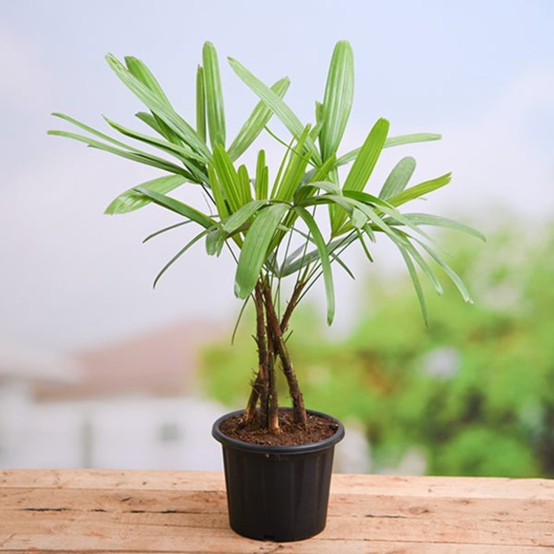 Raphis Palm, Lady Palm Plant in 10 inch Grow Bag