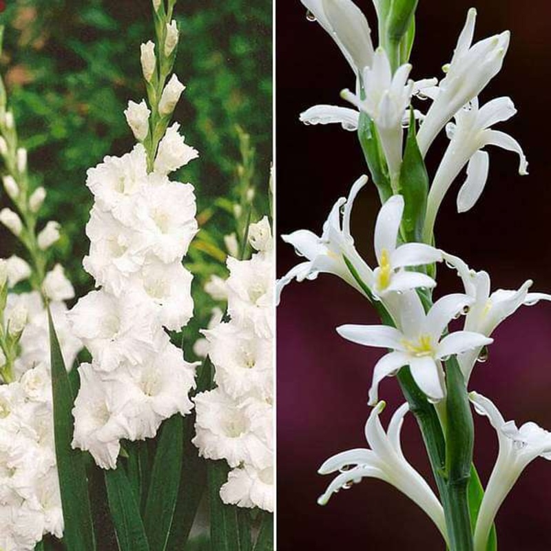 Refreshing Rainy Sowing Flower Bulbs – 30 Bulbs Pack
