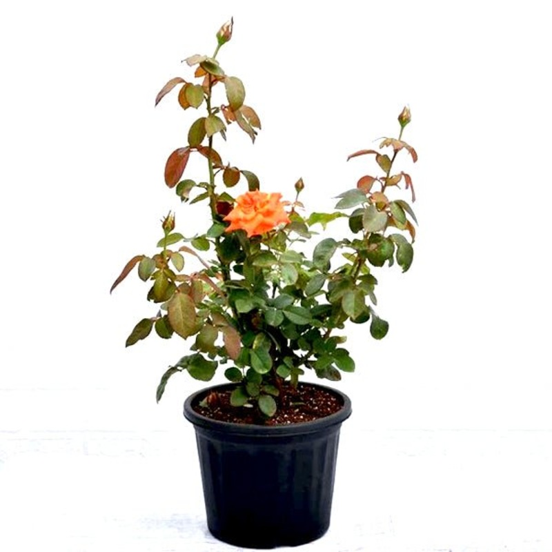 Rose (Orange) Plant in 10 inch Grow Bag