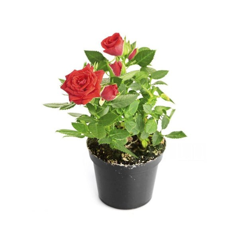 Rose (Red) Plant in 10 inch Grow Bag