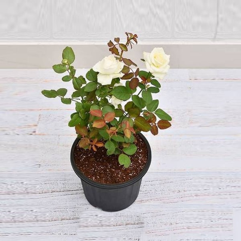 Rose (White) Plant in 10 inch Grow Bag